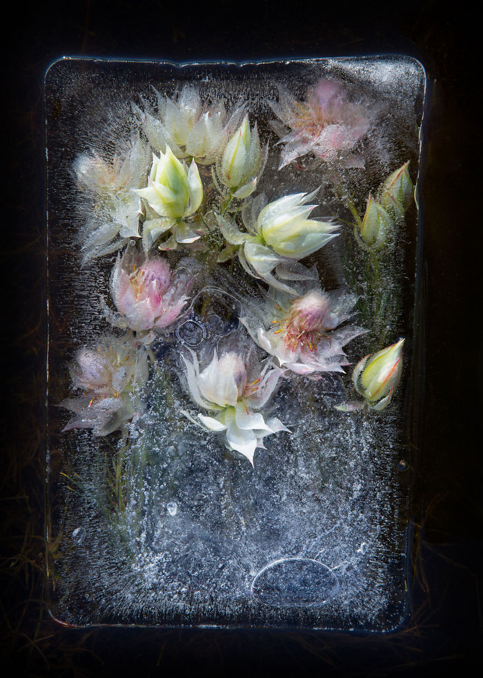 I Photograph Flowers In Ice