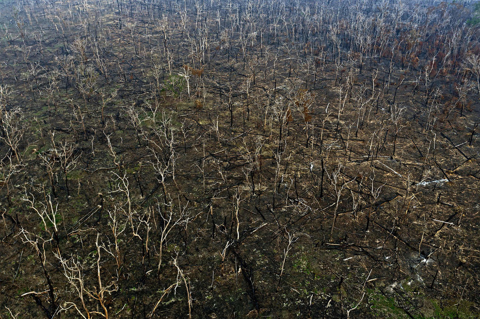 Сгоревший лес в штате Рондония, Бразилия