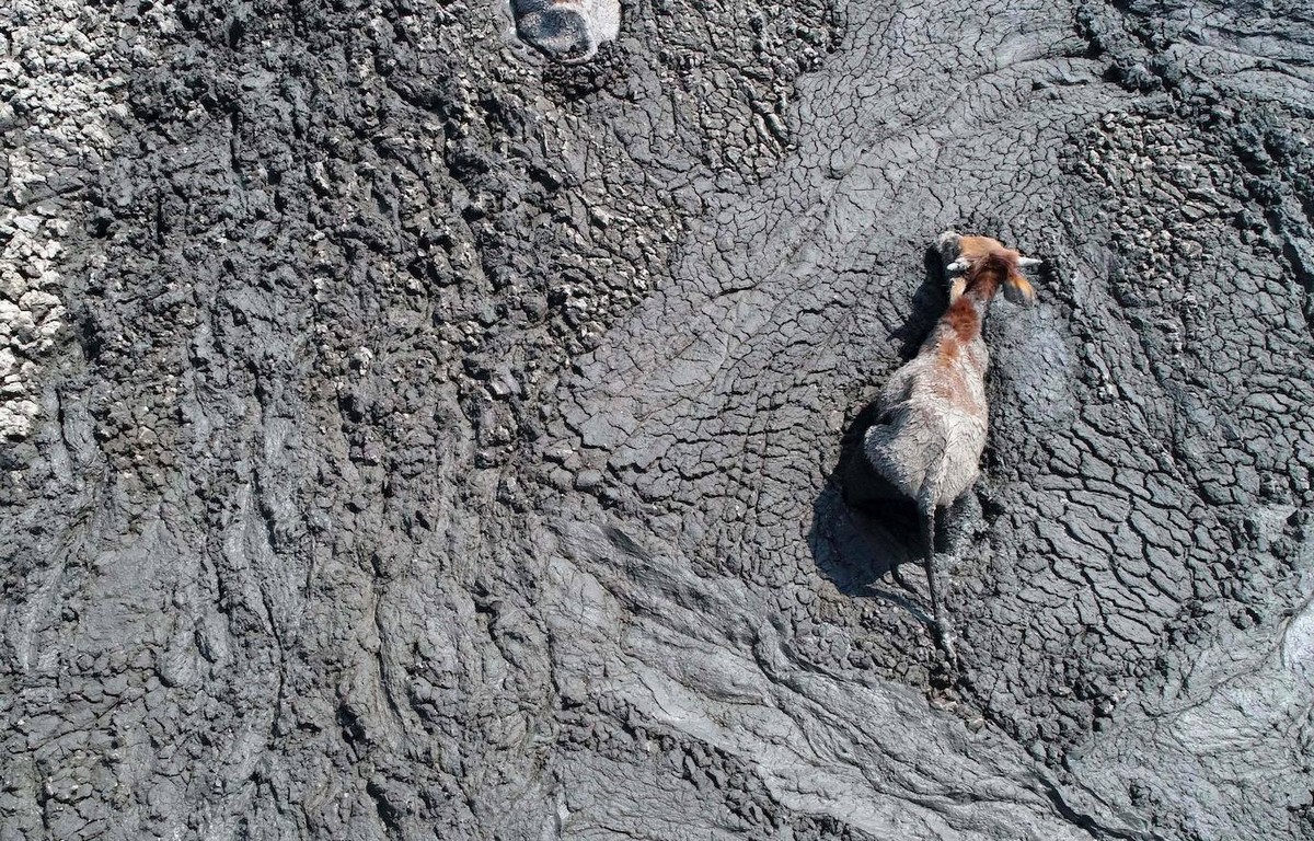 Озеро в Ботсване превратилось в грязное болото и убивает животных