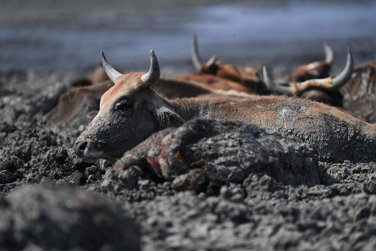 Озеро в Ботсване превратилось в грязное болото и убивает животных