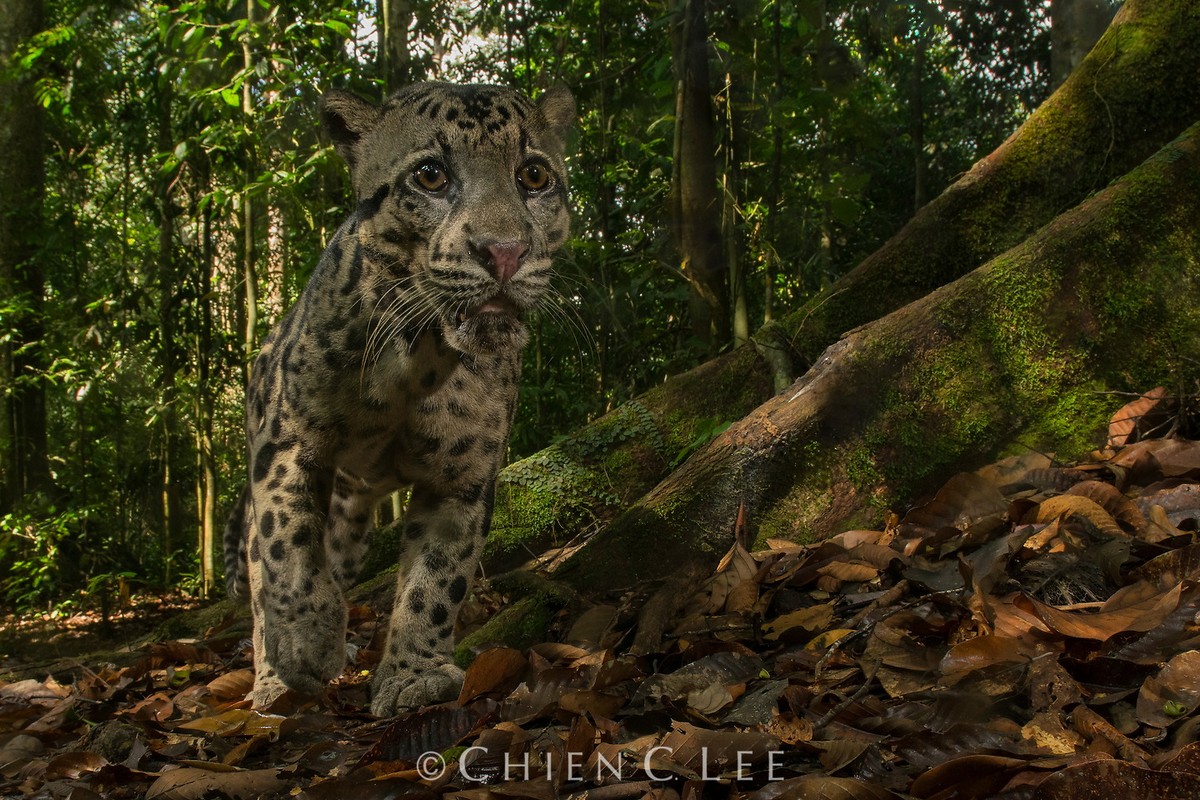 Животные и дикая природа на снимках Чэна Си Ли