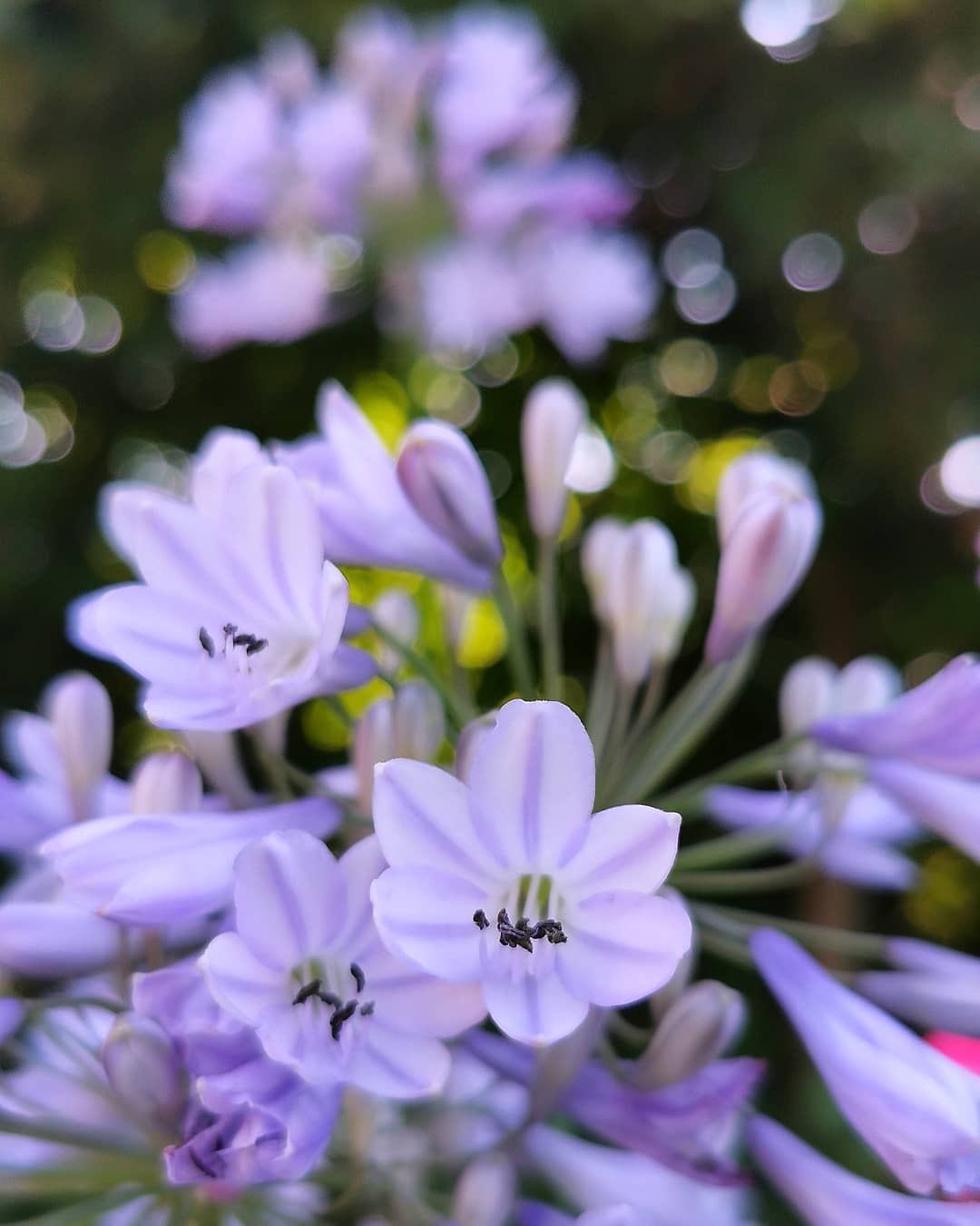 Волшебная красота цветов Хорватии на снимках Кристины Войнович