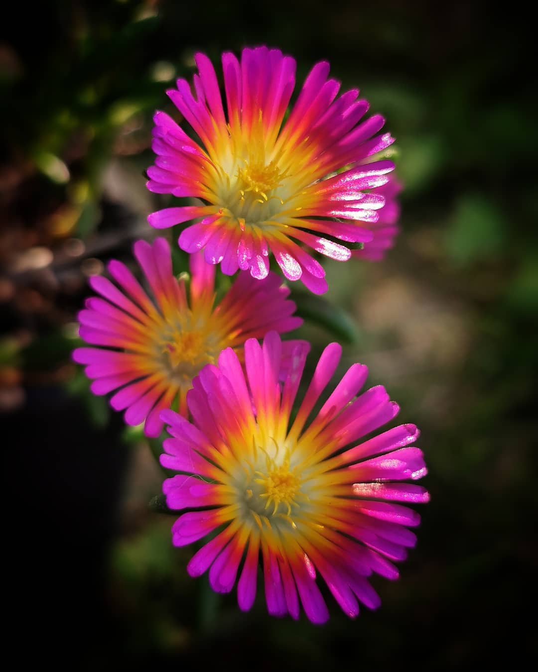 Волшебная красота цветов Хорватии на снимках Кристины Войнович