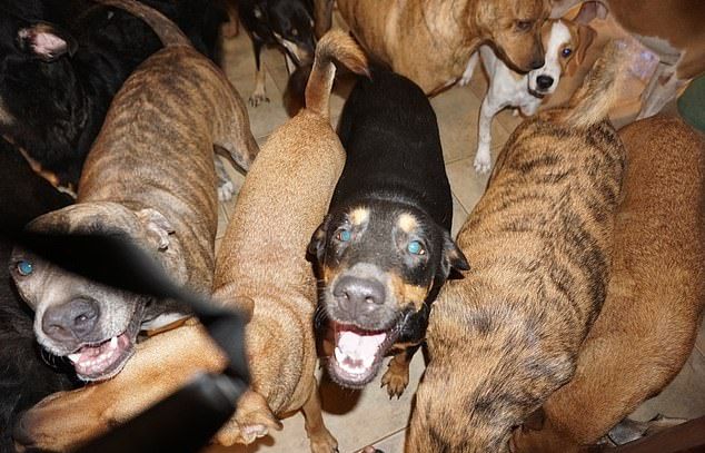 Женщина приютила 97 собак, чтобы спасти их от урагана Дориан