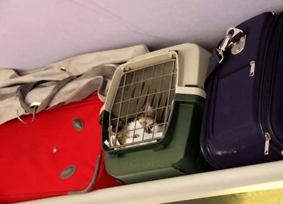 Авиакомпания потеряла кошек в багажном отделении