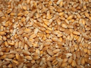 Украинские аграрии продали за границу почти 7 млн тонн зерна