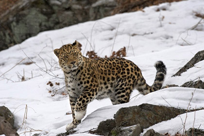 Россиянам предложили дать кличку леопарду в белых «носочках»