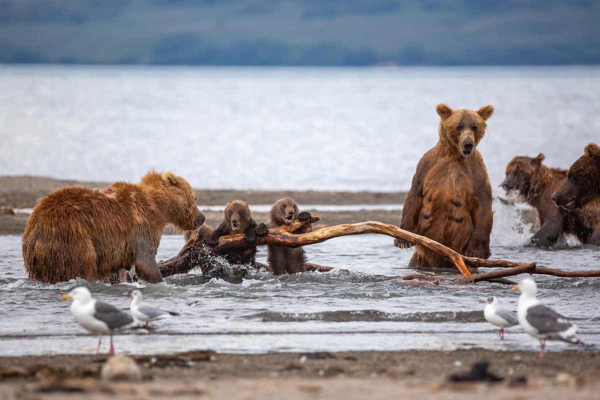 Агрессивный самец решил напасть на медвежат, но на защиту встала их мать