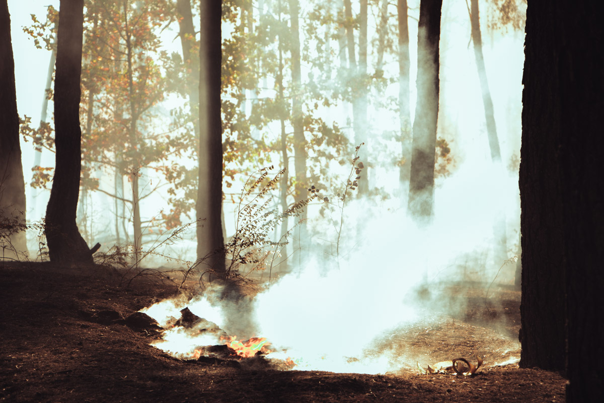 В Киеве загорелся гектар леса возле парка «Киото». ВИДЕО