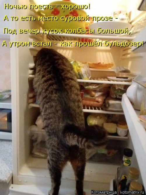 Свежая порция смешных котомемов. ФОТО