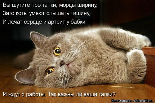 Свежая порция смешных котомемов. ФОТО