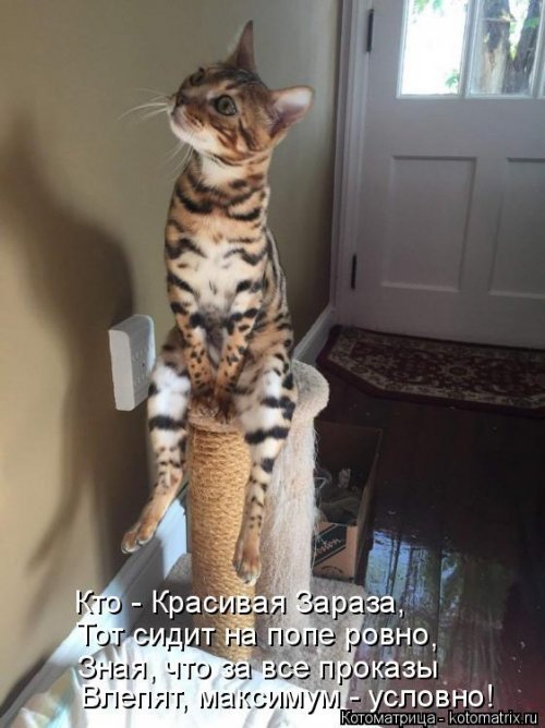 Свежая порция смешных котомемов. ФОТО