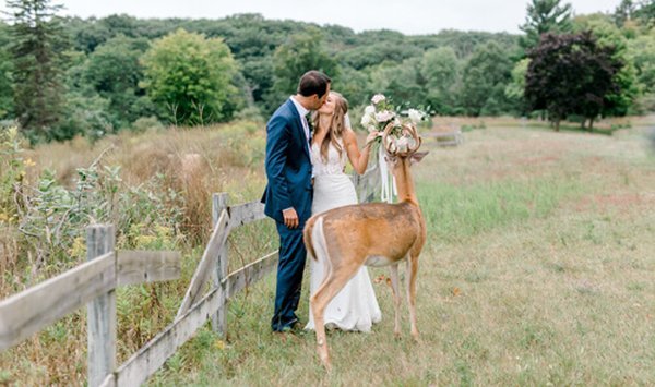 Незваный гость: олень вторгся на свадебную фотосессию и съел букет невесты. ФОТО