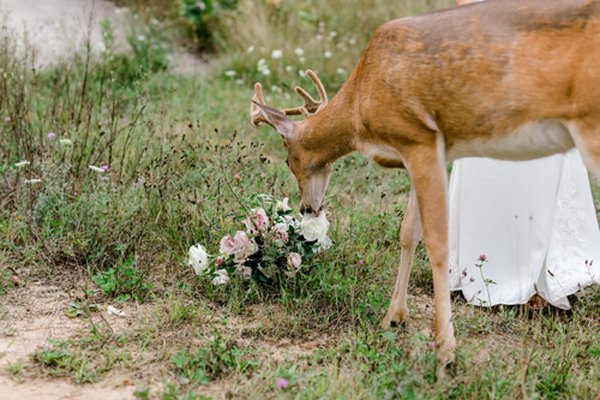 Незваный гость: олень вторгся на свадебную фотосессию и съел букет невесты. ФОТО