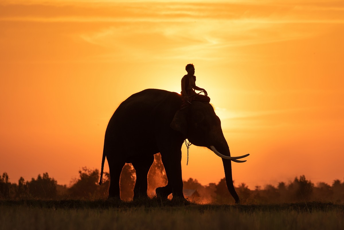 Слоны и закат в Таиланде