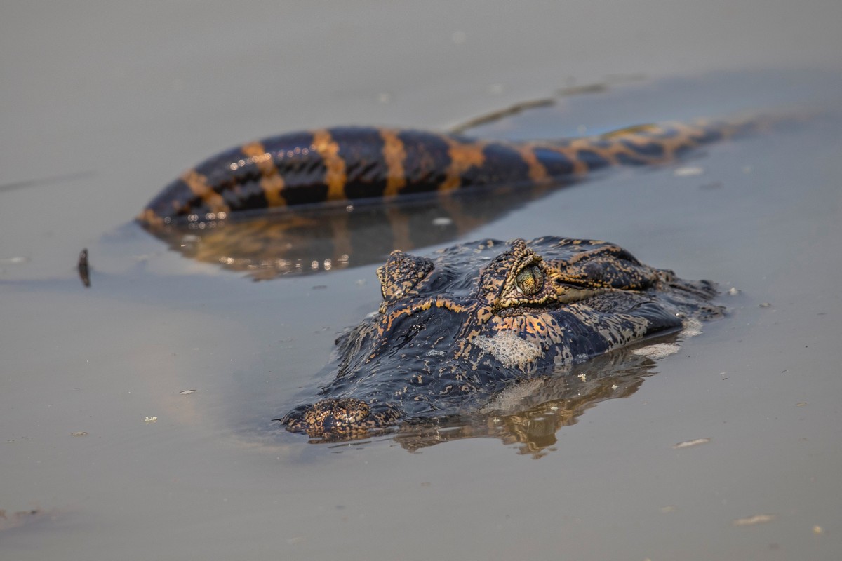 8,5-метровая анаконда напала на 2-метрового крокодила