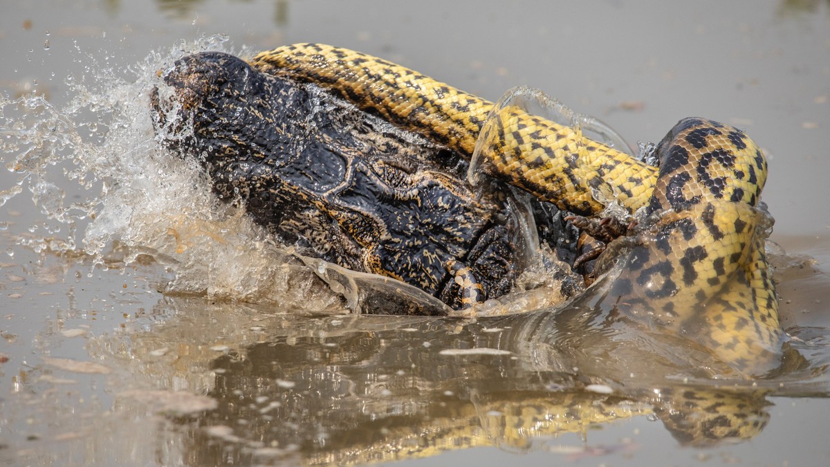 8,5-метровая анаконда напала на 2-метрового крокодила