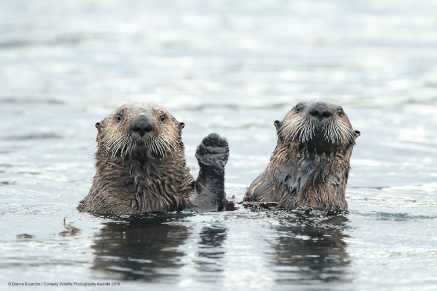 40 самых смешных фото финалистов Comedy Wildlife Photography Awards 2019. ФОТО