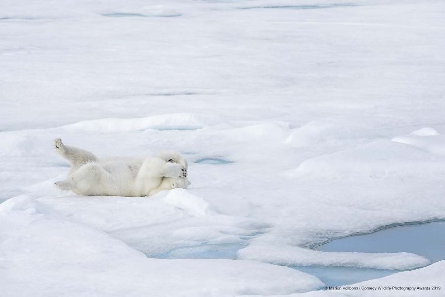 40 самых смешных фото финалистов Comedy Wildlife Photography Awards 2019. ФОТО