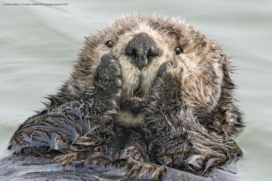 40 самых смешных фото финалистов Comedy Wildlife Photography Awards 2019. ФОТО