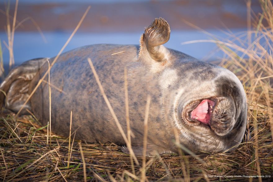 40 самых смешных фото финалистов Comedy Wildlife Photography Awards 2019. ФОТО