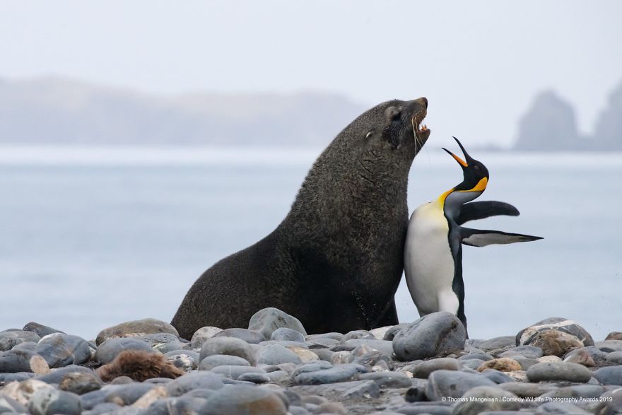 40 самых смешных фото финалистов Comedy Wildlife Photography Awards 2019. ФОТО