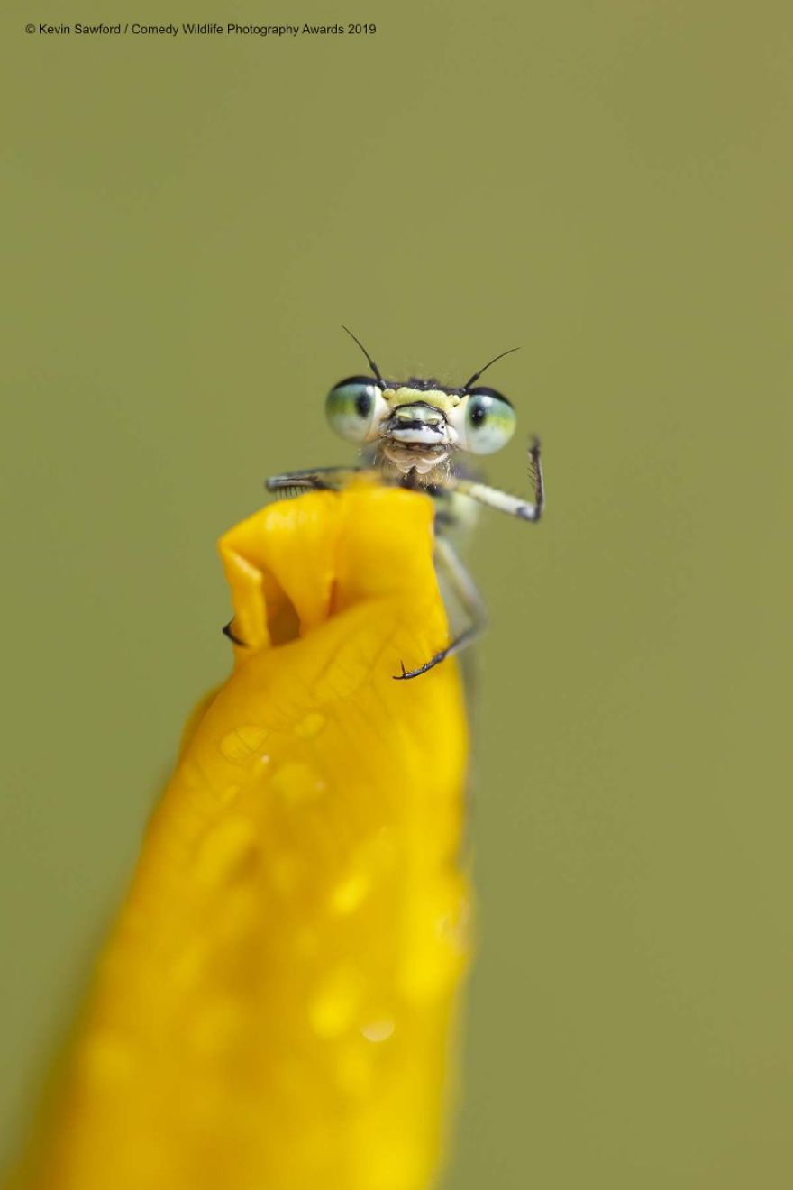 40 самых смешных фото финалистов Comedy Wildlife Photography Awards 2019. ФОТО