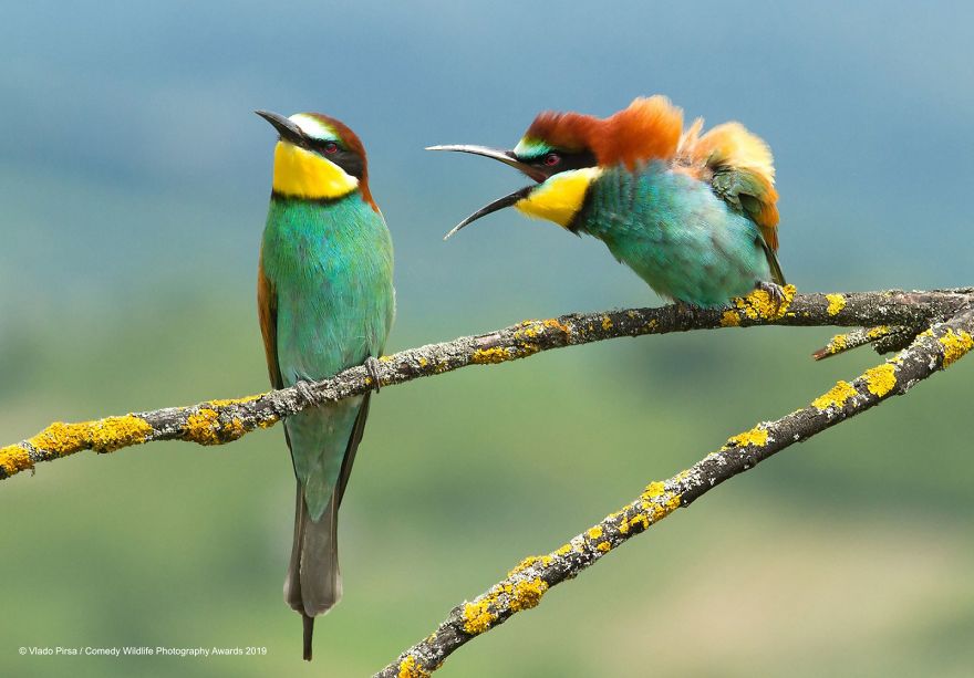 40 самых смешных фото финалистов Comedy Wildlife Photography Awards 2019. ФОТО