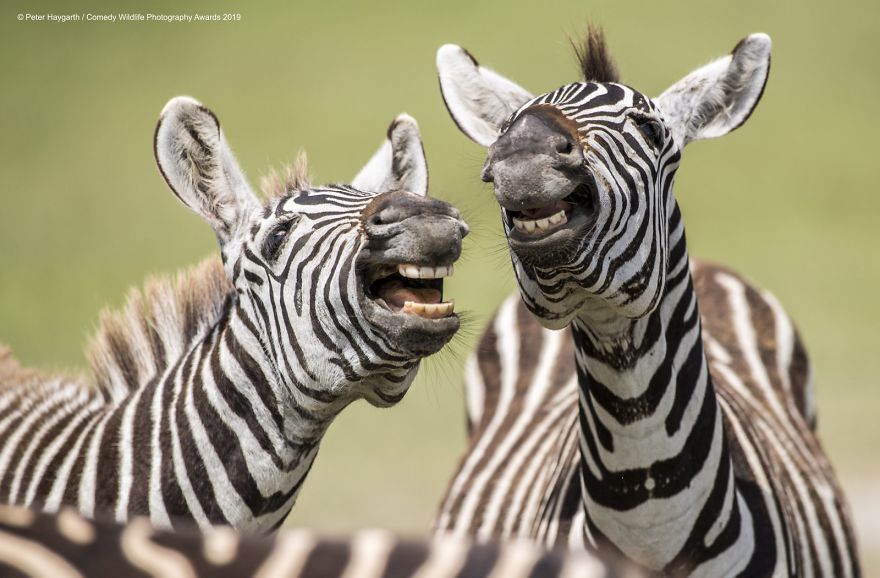 40 самых смешных фото финалистов Comedy Wildlife Photography Awards 2019. ФОТО