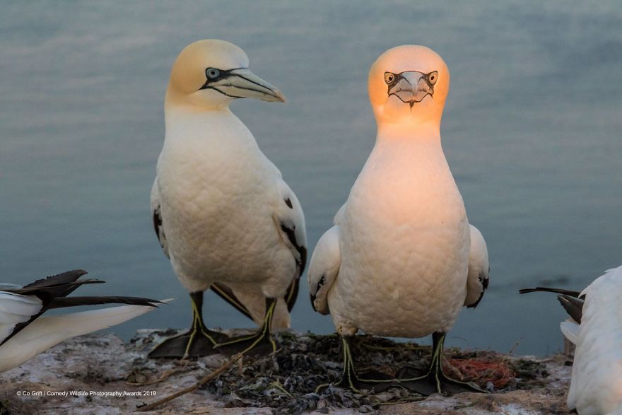 40 самых смешных фото финалистов Comedy Wildlife Photography Awards 2019. ФОТО