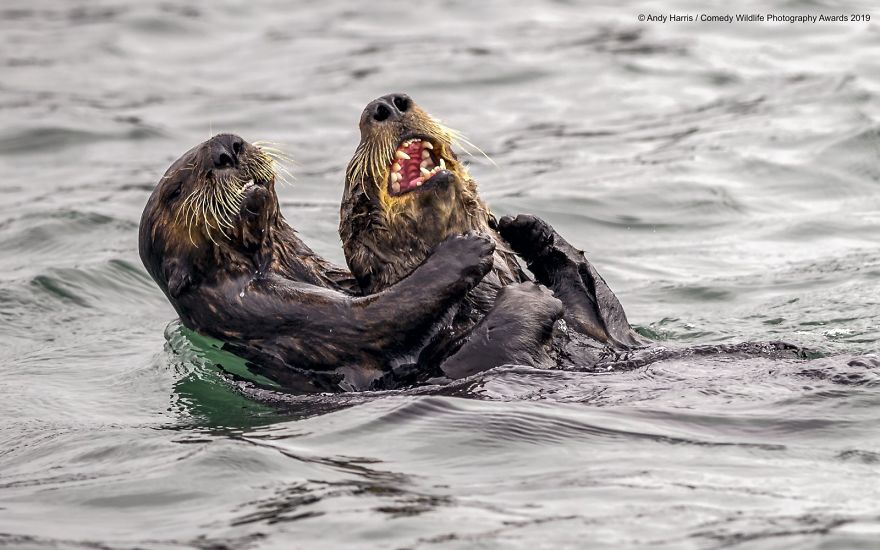 40 самых смешных фото финалистов Comedy Wildlife Photography Awards 2019. ФОТО