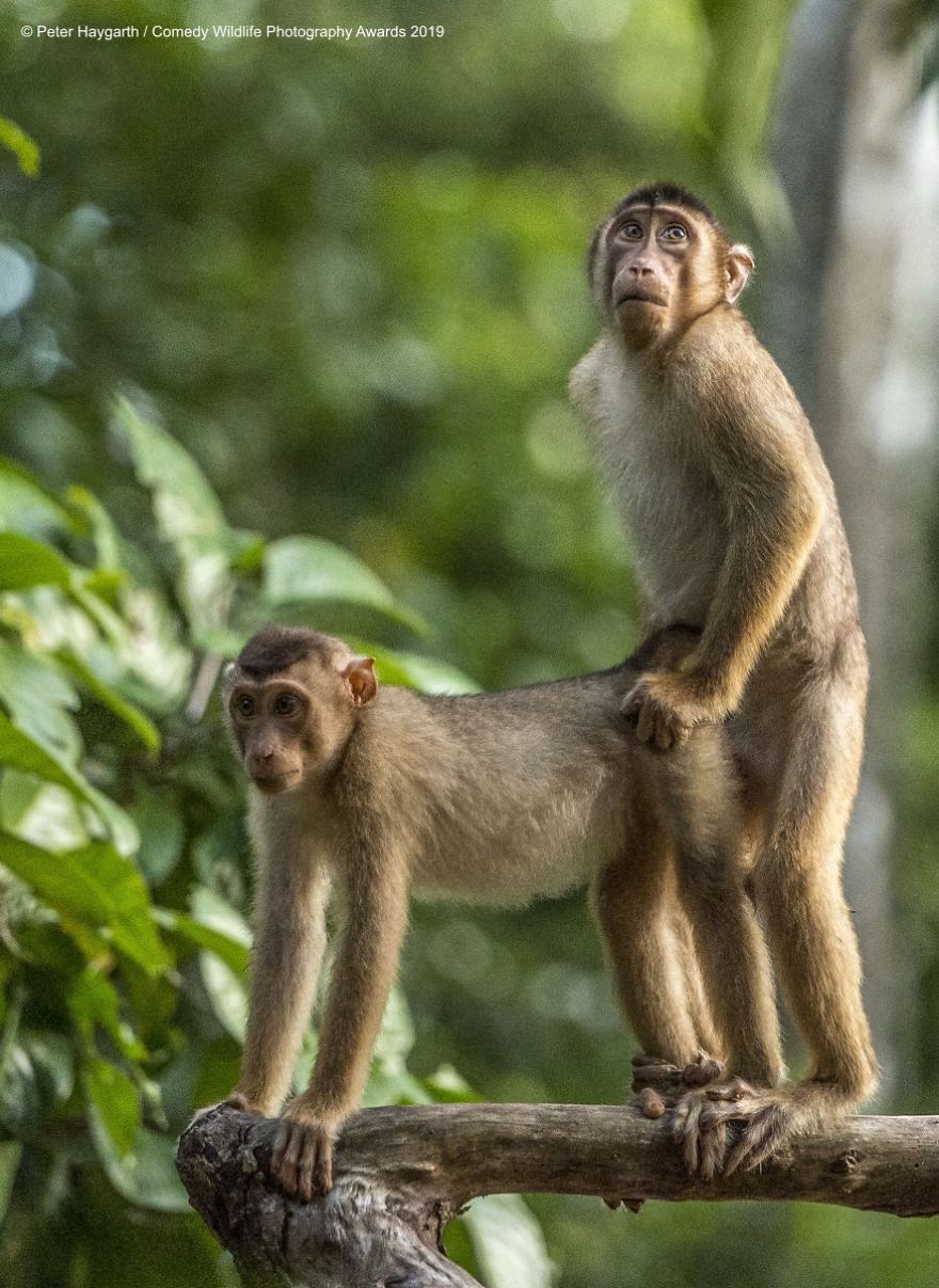 40 самых смешных фото финалистов Comedy Wildlife Photography Awards 2019. ФОТО