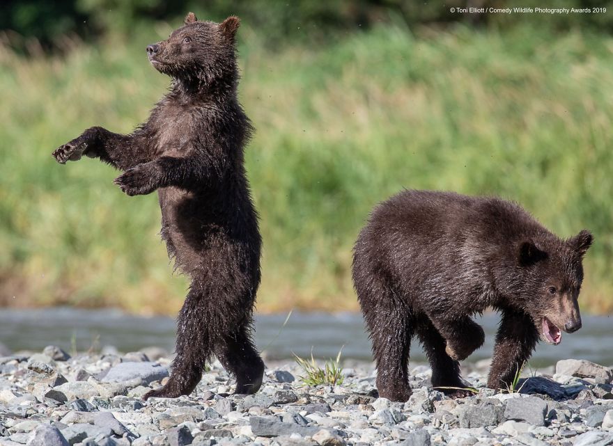 40 самых смешных фото финалистов Comedy Wildlife Photography Awards 2019. ФОТО