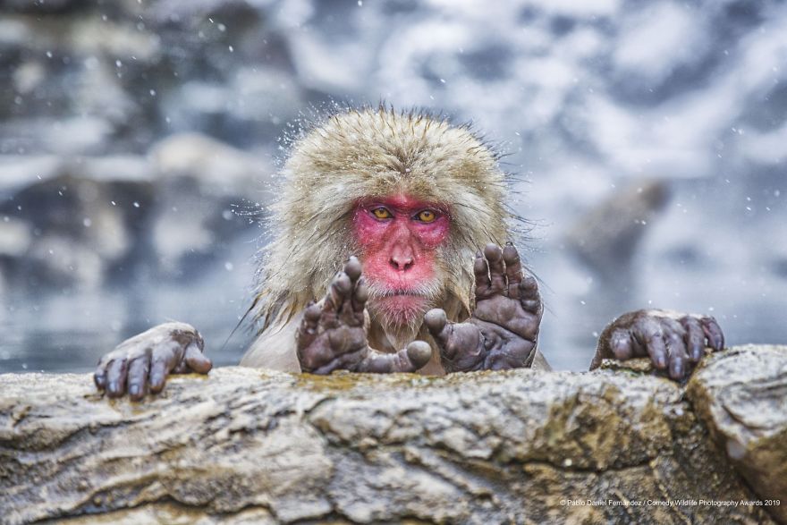 40 самых смешных фото финалистов Comedy Wildlife Photography Awards 2019. ФОТО