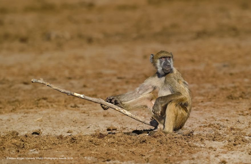 40 самых смешных фото финалистов Comedy Wildlife Photography Awards 2019. ФОТО