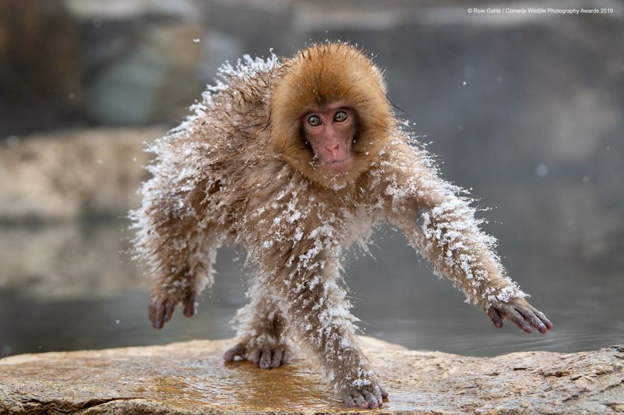 40 самых смешных фото финалистов Comedy Wildlife Photography Awards 2019. ФОТО