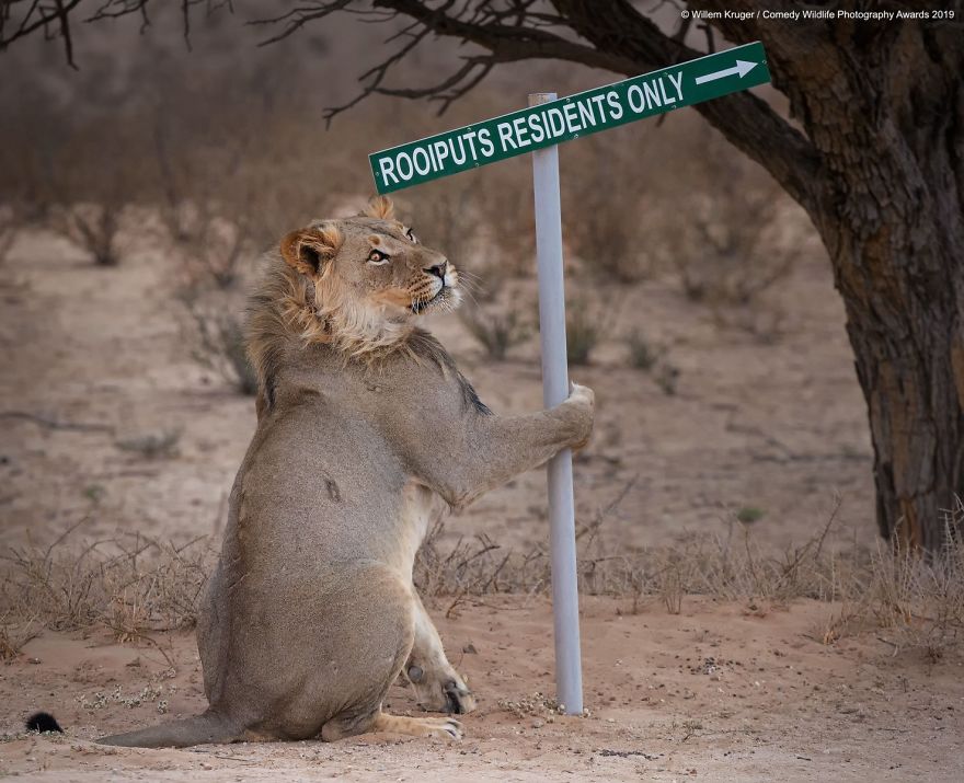 40 самых смешных фото финалистов Comedy Wildlife Photography Awards 2019. ФОТО