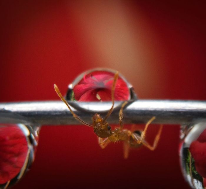 Невероятно, как один цвет может украсить снимок: потрясающие фото с конкурса от AGORA. ФОТО