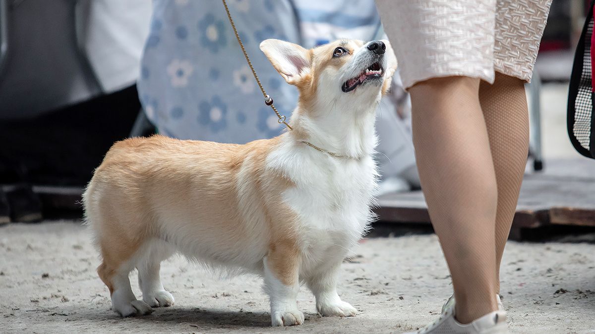 Международная выставка собак «winner-2019». ФОТО