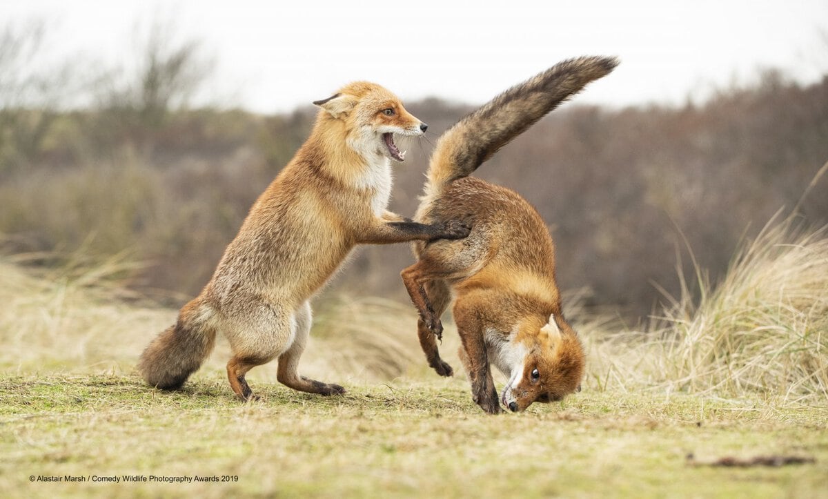 Позитивные фотки животных от Comedy Wildlife Photography Awards. ФОТО