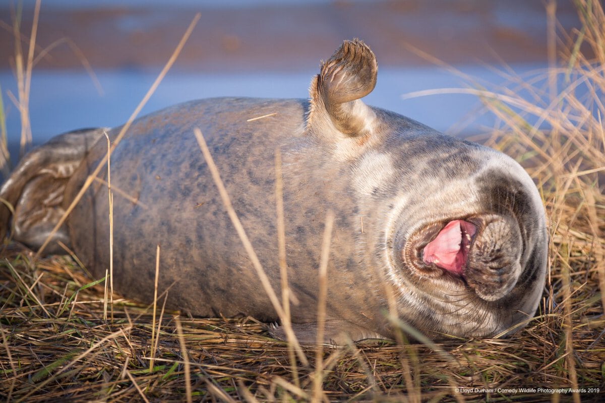 Позитивные фотки животных от Comedy Wildlife Photography Awards. ФОТО