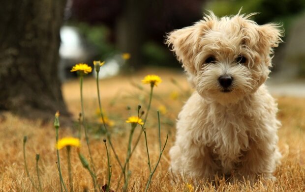 В сети назвали 16 пород миниатюрных собачек. ФОТО