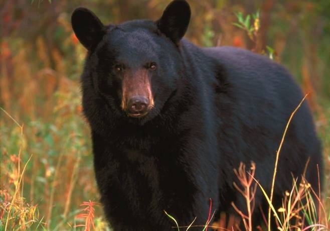Канадец спасся от медведя, схватив зверя за язык 