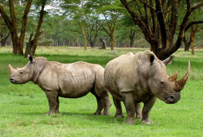 Спасение учёными почти исчезнувших белых носорогов