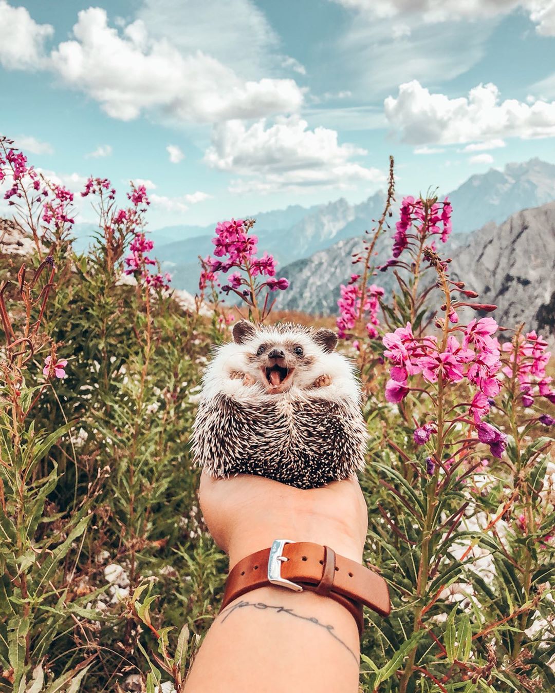 Путешествия самого счастливого ёжика на снимках в Instagram