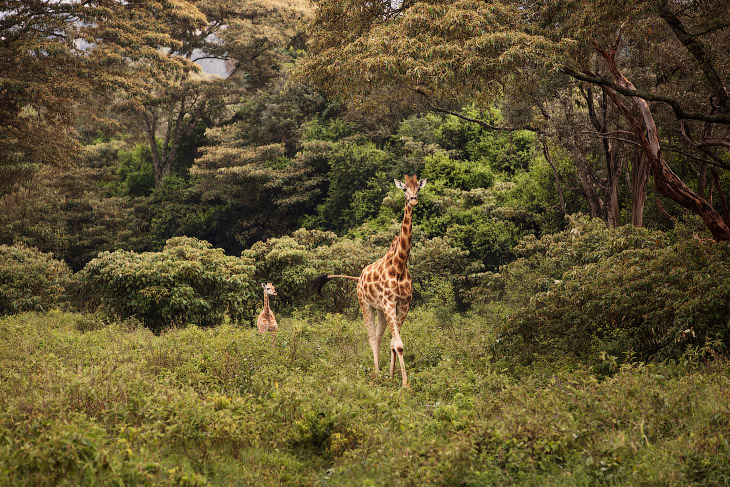 Поесть с жирафами