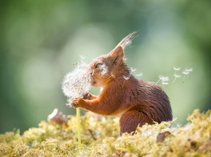 Снимки финалистов фотоконкурса Comedy Wildlife Photography Awards 2019