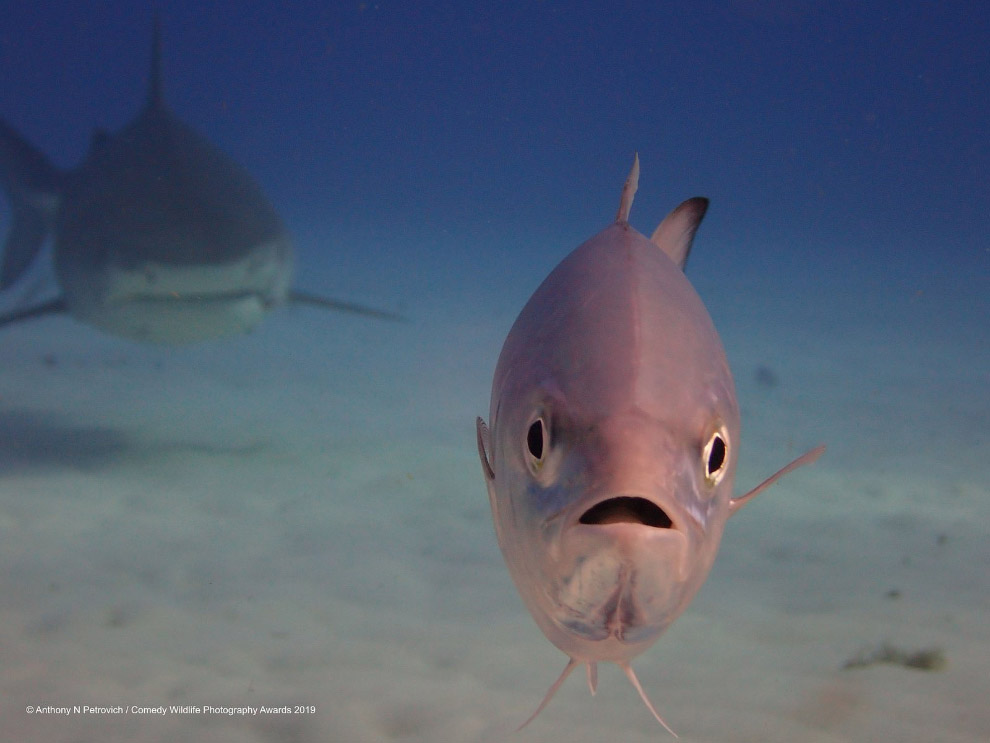 Снимки финалистов фотоконкурса Comedy Wildlife Photography Awards 2019