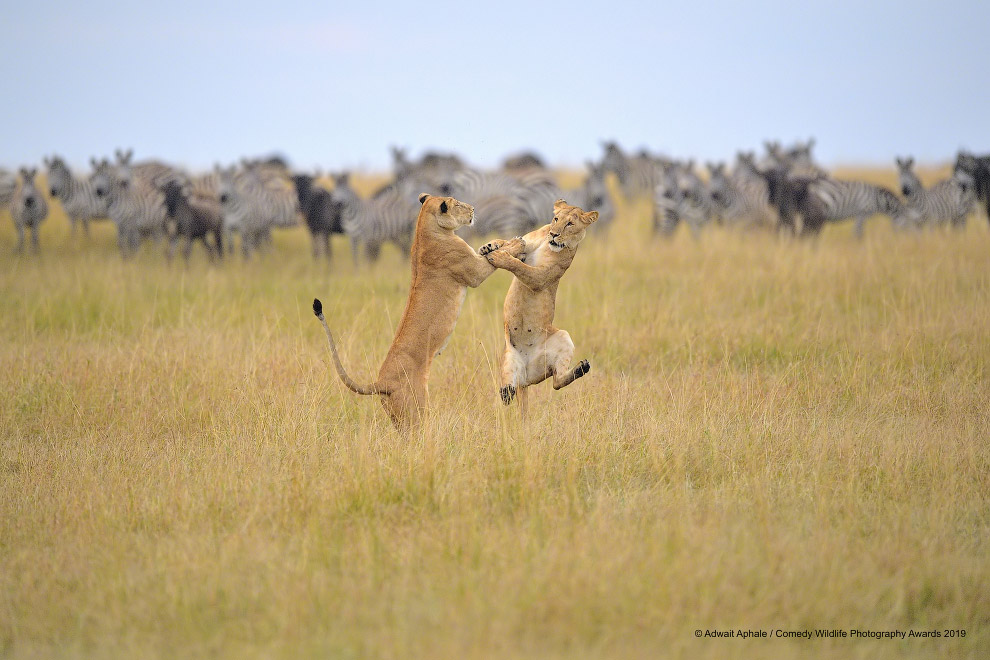 Снимки финалистов фотоконкурса Comedy Wildlife Photography Awards 2019