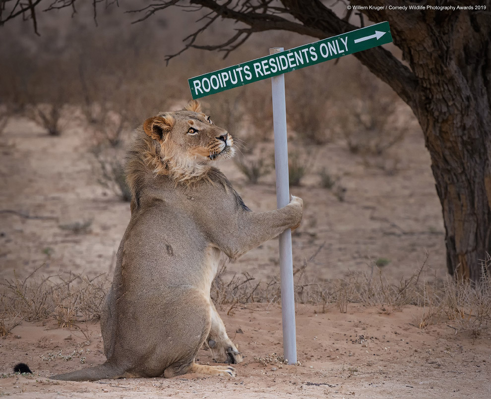 Снимки финалистов фотоконкурса Comedy Wildlife Photography Awards 2019